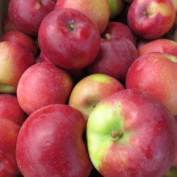 Apple, Macintosh - 2 lbs - YONDER FARMS