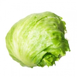 Lettuce, Iceberg - 24 HEADS